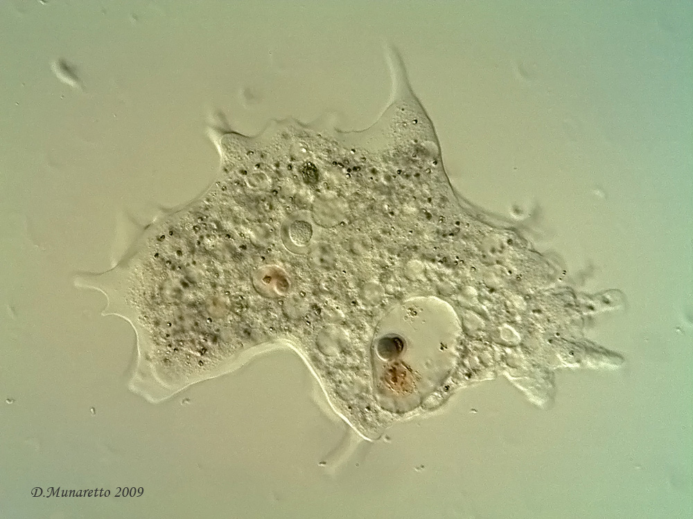 Amoeba...gigante